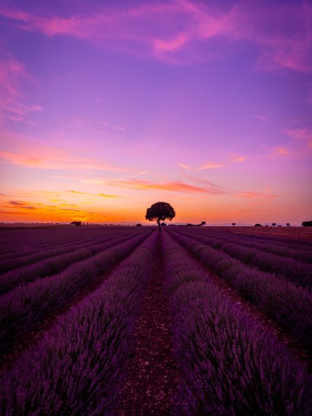 Purple and orange sky at sunset in a lavender field in summer, Brihuega. Guadalajara